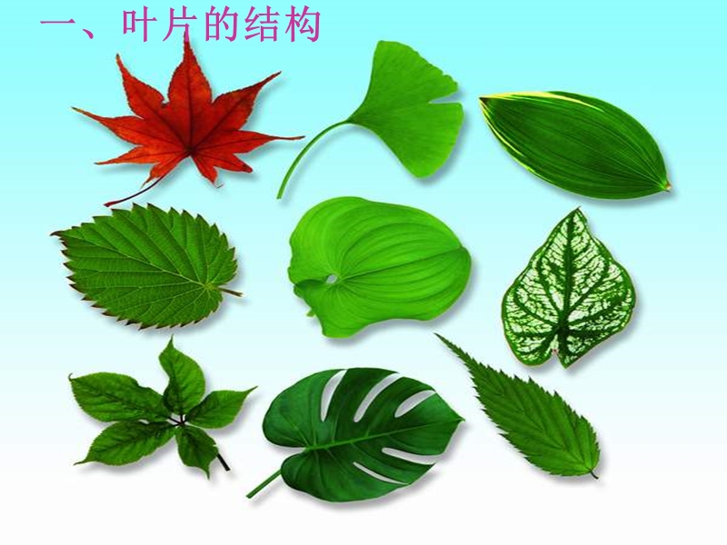 62-植物光合作用的场所课件.ppt_第3页