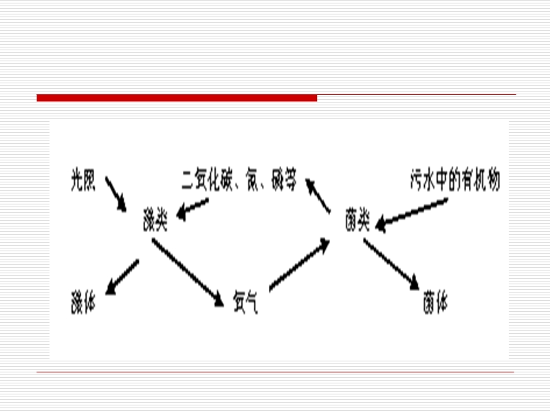 第三章真核微生物（eukarya)课程教案.ppt_第2页