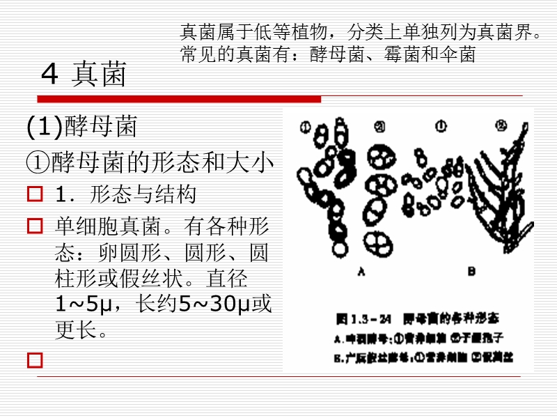 第三章真核微生物（eukarya)课程教案.ppt_第3页