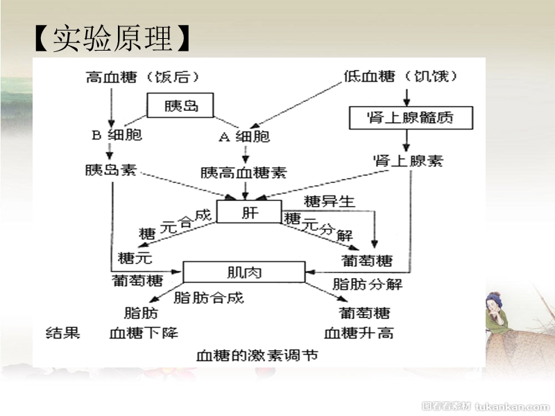 激素对血糖的调节.ppt_第2页