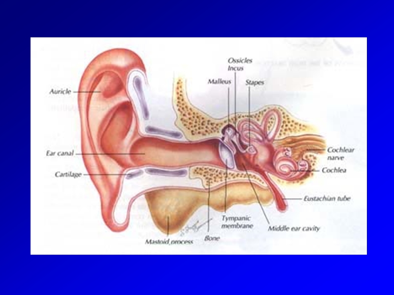 耳部解剖.ppt_第3页