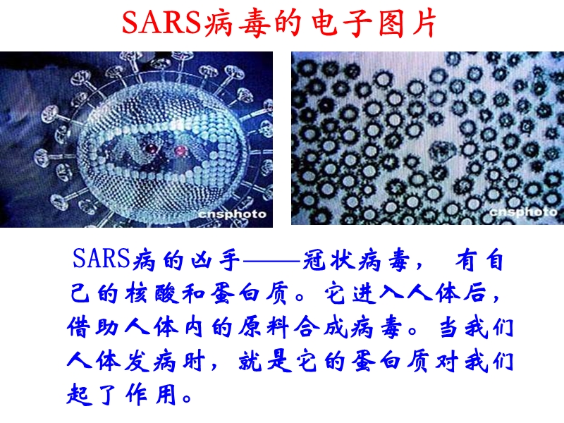 2010届高考化学蛋白质和核酸1.ppt_第3页