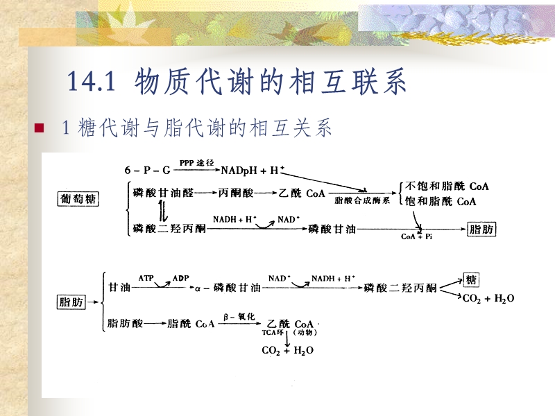 第十四章--生物化学-代谢调节综述.ppt_第3页