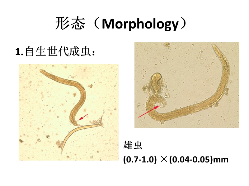 粪类圆线虫-病原生物学教研室.ppt_第3页