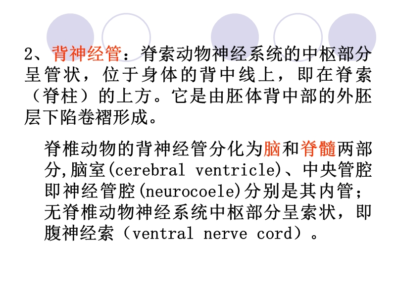 第十五章脊索动物门（chordata）45页.ppt_第3页