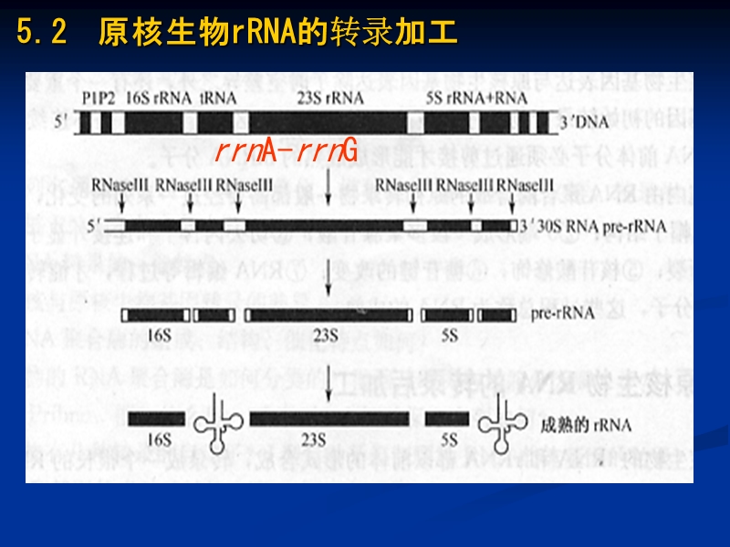 第五章rna转录后的剪接与加工概述.ppt_第3页