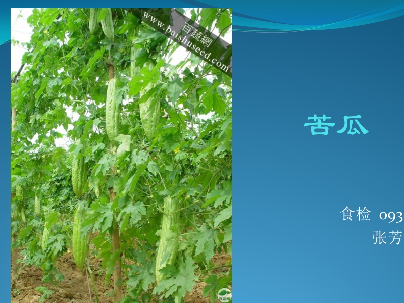 苦瓜  张芳.ppt_第1页