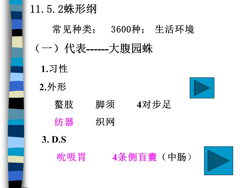 多足亚门.ppt_第2页