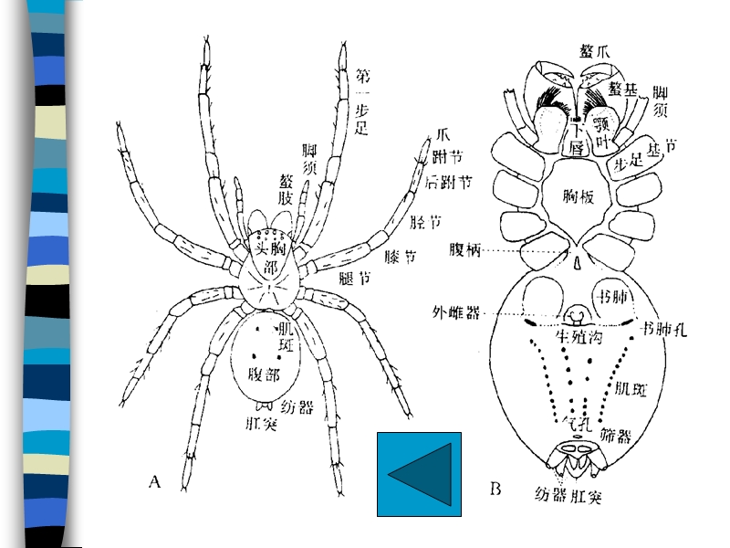 多足亚门.ppt_第3页