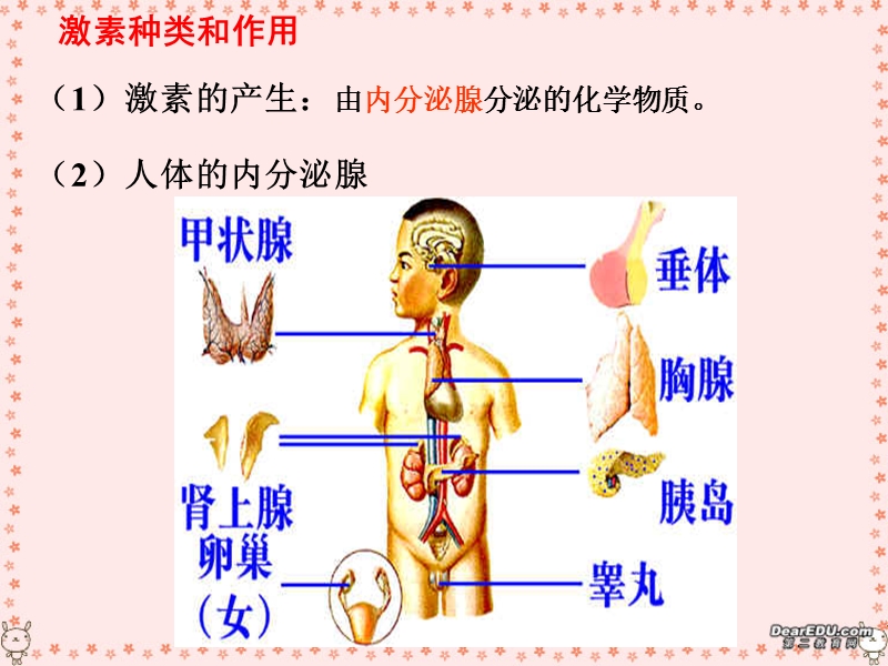 2006年浙江省高二生物人和高等动物生命活动的调节课件-新课标-人教版.ppt_第3页