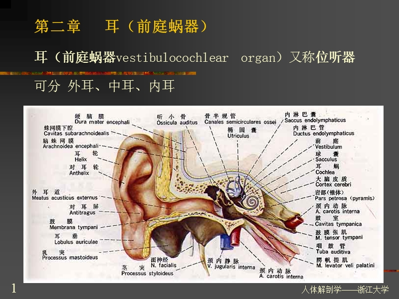 第四篇-感-觉-器-感觉器：感受器及其辅助装置构成-感受-….ppt_第1页