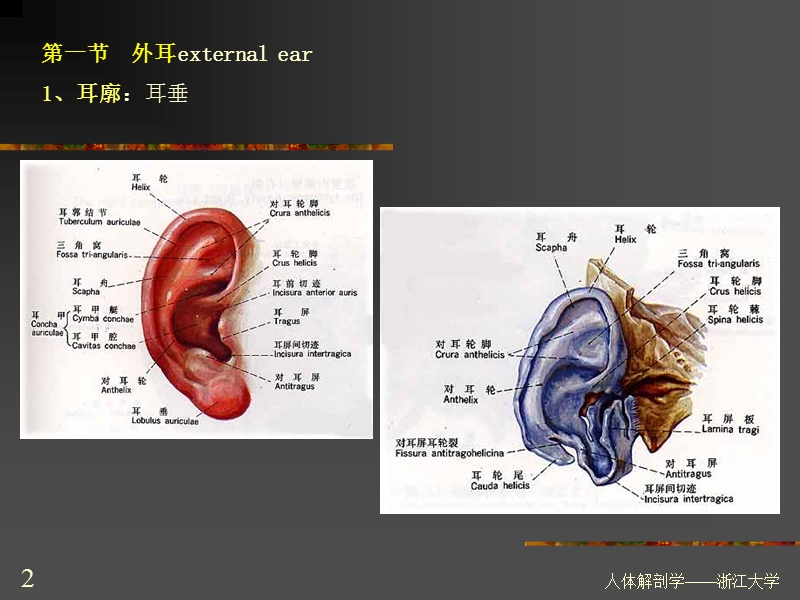 第四篇-感-觉-器-感觉器：感受器及其辅助装置构成-感受-….ppt_第2页