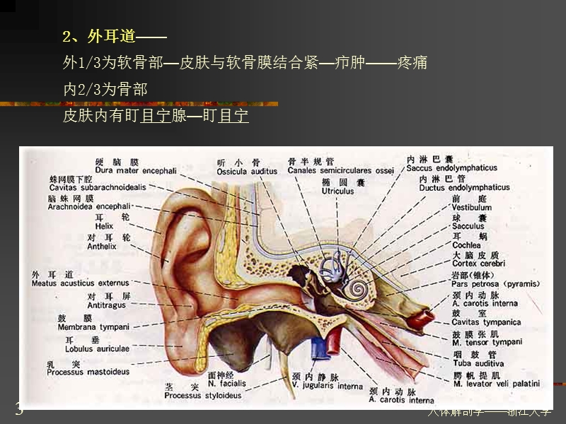 第四篇-感-觉-器-感觉器：感受器及其辅助装置构成-感受-….ppt_第3页