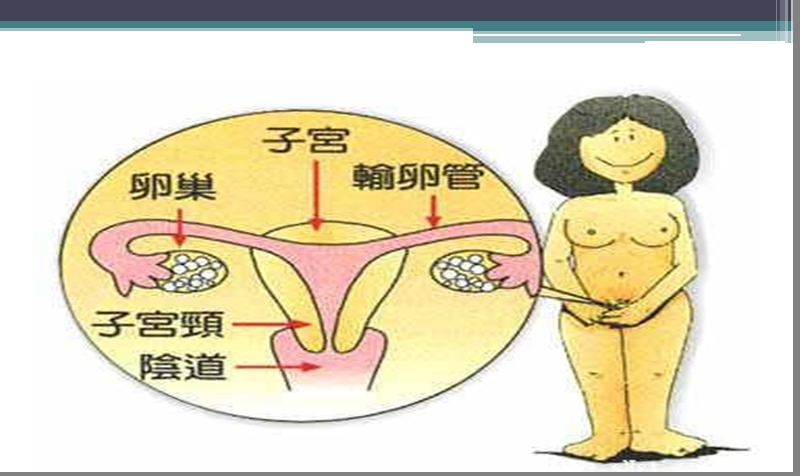 初中女生生理卫生讲座ppt课件.ppt_第3页