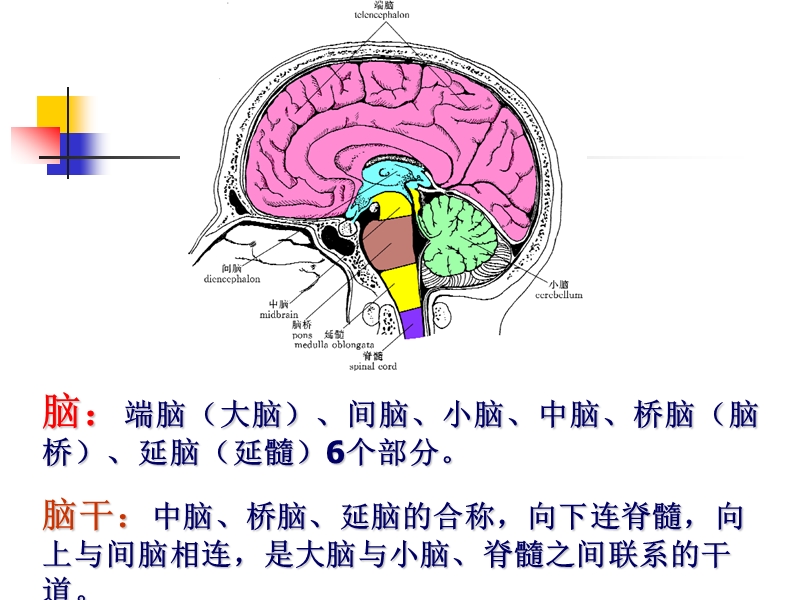 cns2脑干.ppt_第2页