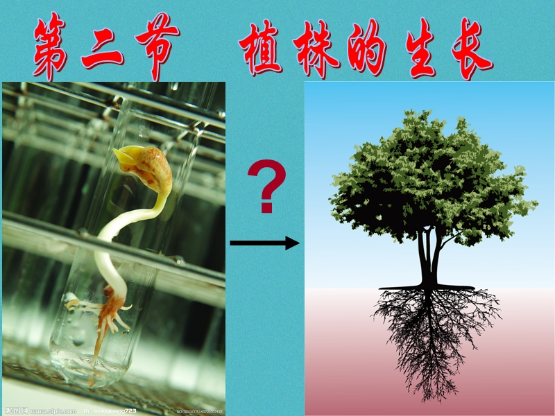 陕西省石泉县七年级生物上册 3.2.2 植株的生长课件 （新版）新人教版.ppt_第2页