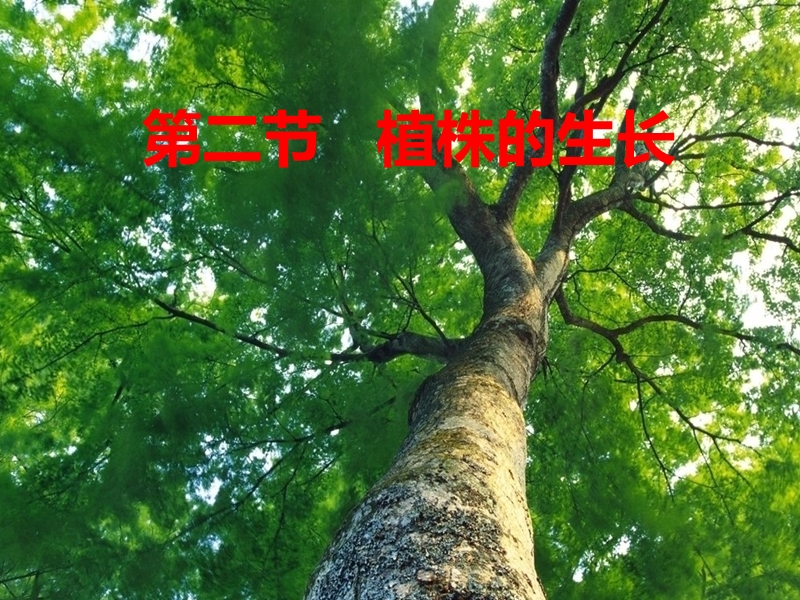 广东省汕头市七年级生物上册 3.2.2植株的生长课件 （新版）新人教版.ppt_第2页