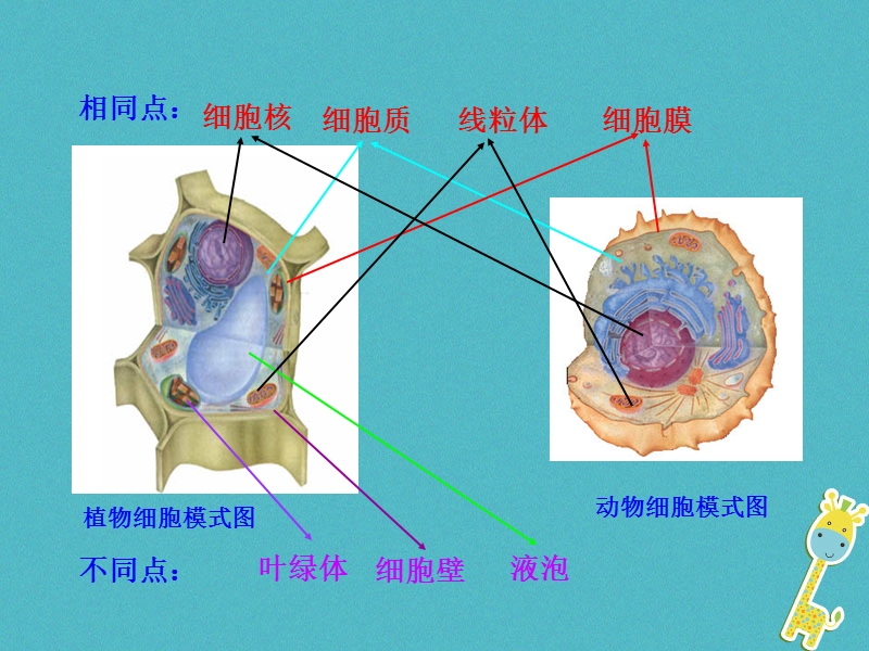 陕西省石泉县七年级生物上册 2.1.4 细胞的生活课件 （新版）新人教版.ppt_第3页