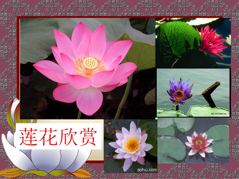 莲花欣赏.ppt_第2页