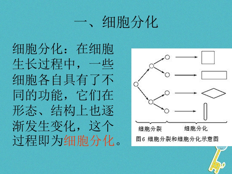 陕西省石泉县七年级生物上册 2.2.3植物体的结构层次课件3 （新版）新人教版.ppt_第2页