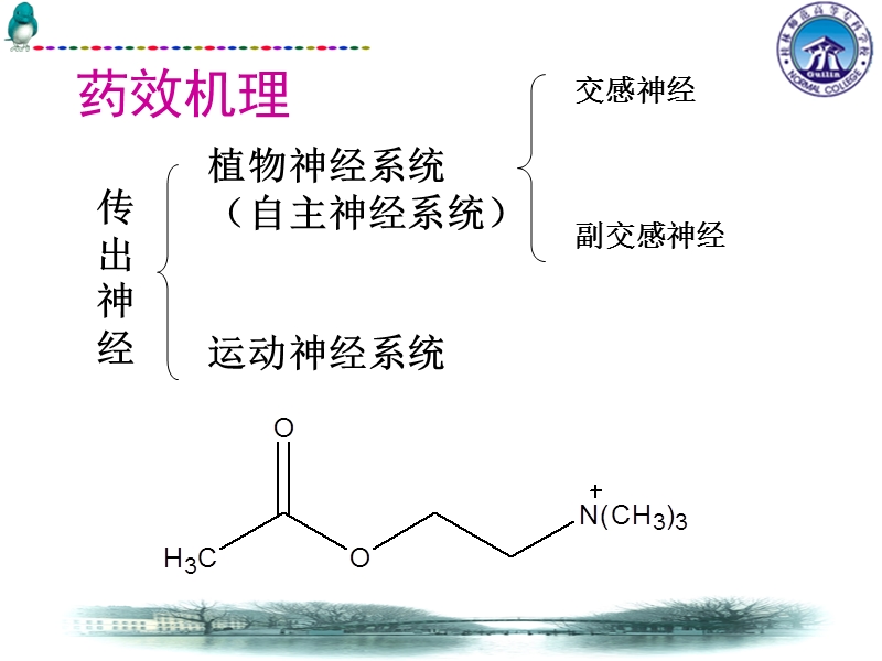 第六章 拟胆碱药与抗胆碱药.ppt_第2页