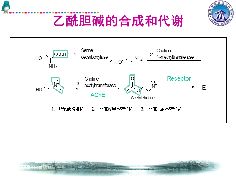 第六章 拟胆碱药与抗胆碱药.ppt_第3页