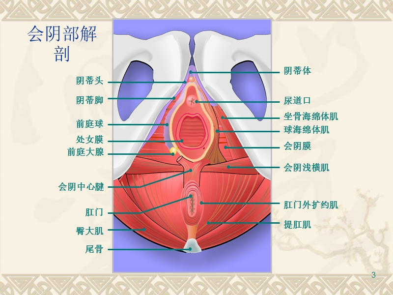 会阴撕裂.ppt_第3页