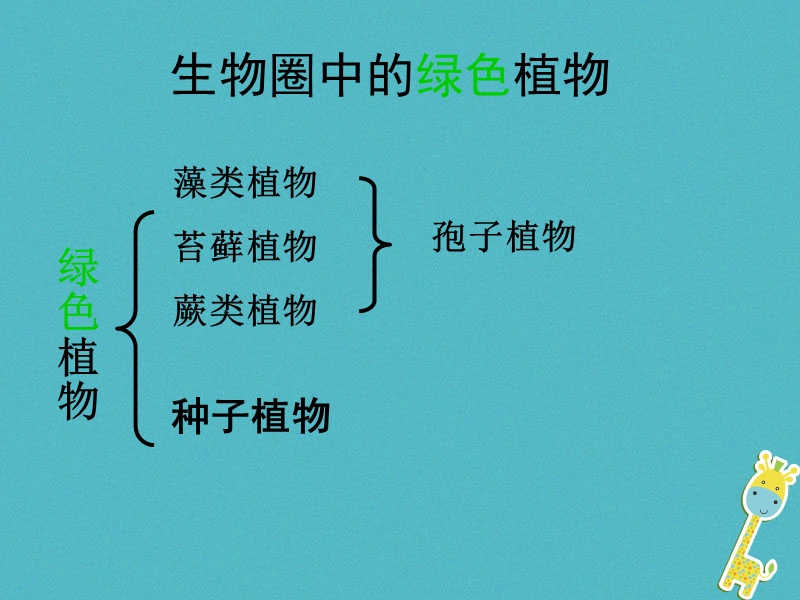 陕西省石泉县七年级生物上册 3.1.2种子植物课件 （新版）新人教版.ppt_第2页