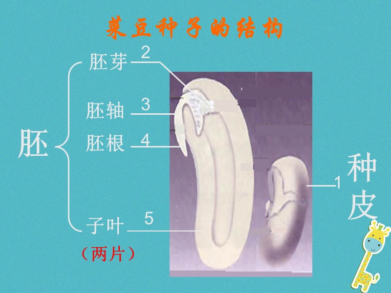 陕西省石泉县七年级生物上册 3.1.2种子植物（第2课时）课件 （新版）新人教版.ppt_第2页