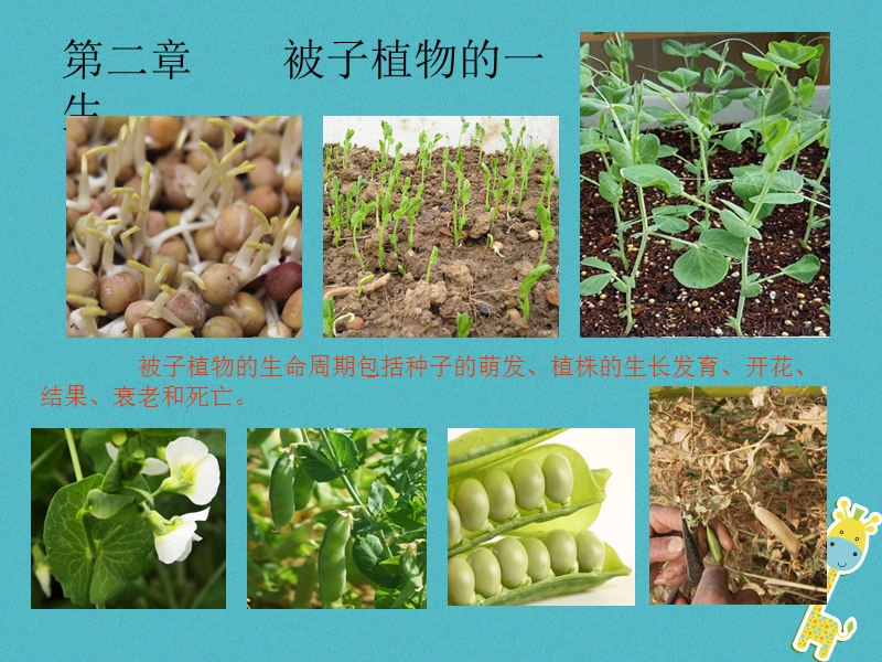 陕西省石泉县七年级生物上册 3.2.1 种子的萌发课件 （新版）新人教版.ppt_第1页