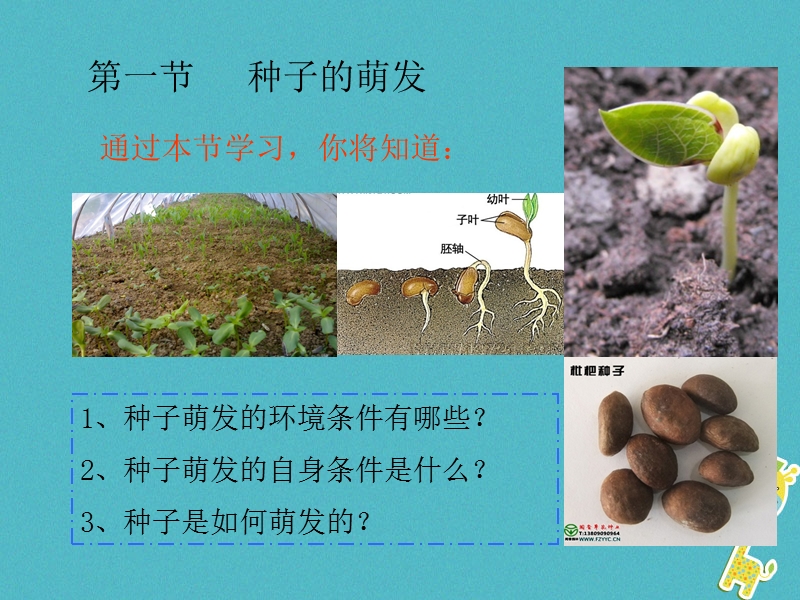 陕西省石泉县七年级生物上册 3.2.1 种子的萌发课件 （新版）新人教版.ppt_第2页