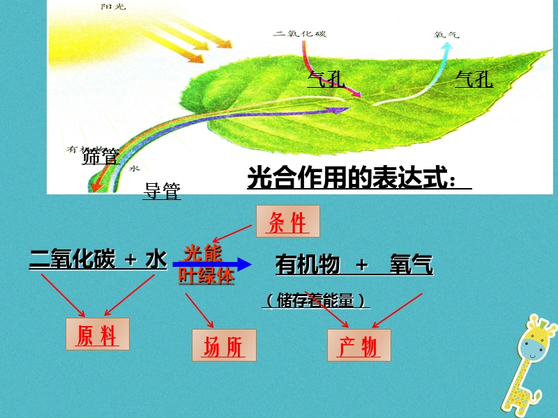 陕西省石泉县七年级生物上册 3.5.2绿色植物的呼吸作用课件1 （新版）新人教版.ppt_第1页