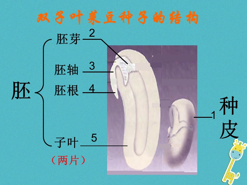 陕西省石泉县七年级生物上册 3.2.1种子的萌发课件2 （新版）新人教版.ppt_第1页