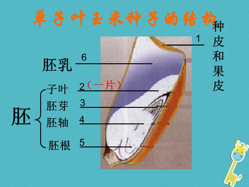 陕西省石泉县七年级生物上册 3.2.1种子的萌发课件2 （新版）新人教版.ppt_第2页