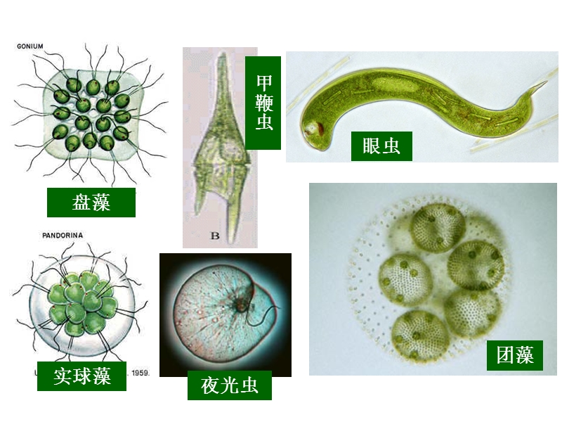 广东省汕头市七年级生物上册 2.2.4 单细胞生物课件 （新版）新人教版.ppt_第1页