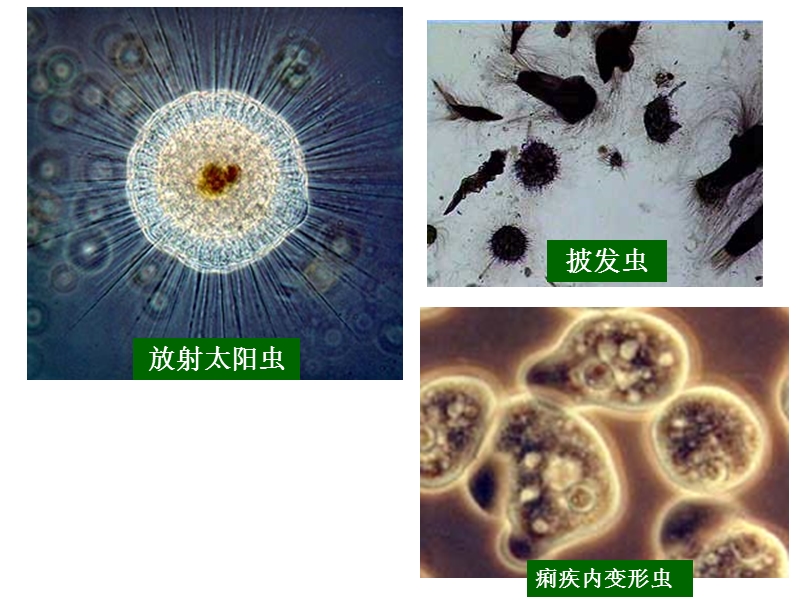 广东省汕头市七年级生物上册 2.2.4 单细胞生物课件 （新版）新人教版.ppt_第2页