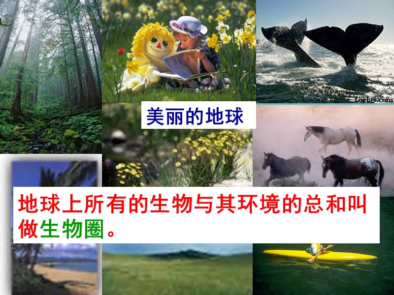 陕西省石泉县七年级生物上册 1.2.1生物与环境的关系课件 （新版）新人教版.ppt_第1页