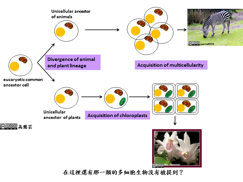 长庚大学生命科学糸.ppt_第3页