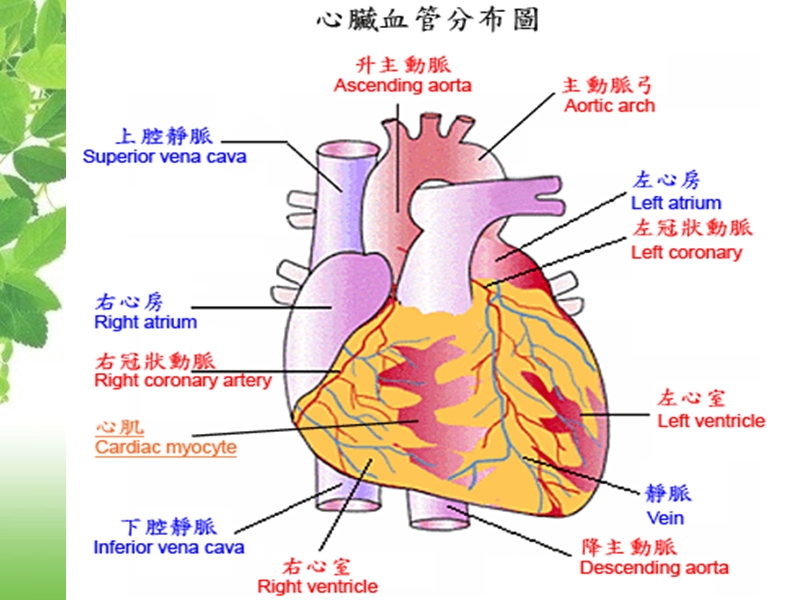 急性心肌梗死护理查房.pptx_第3页