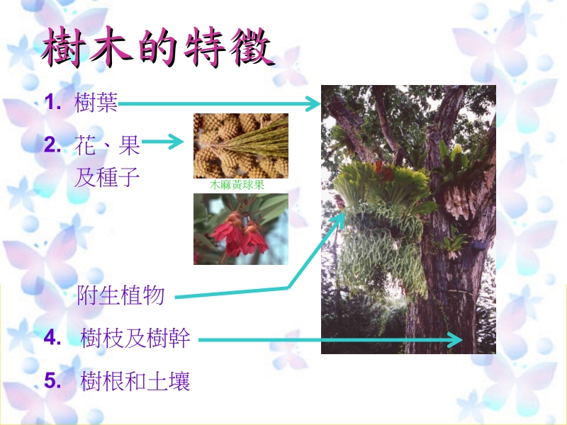 树木的特徵.ppt_第2页