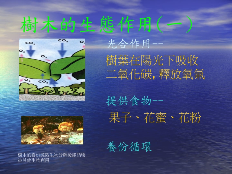 树木的特徵.ppt_第3页