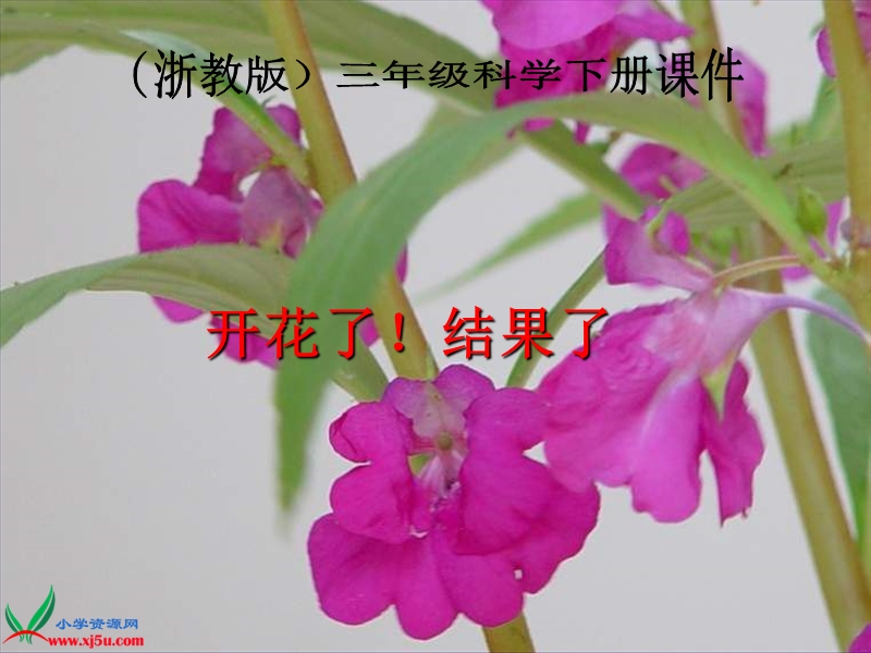 （浙教版）三年级科学下册课件 开花了，结果了 2.ppt_第1页