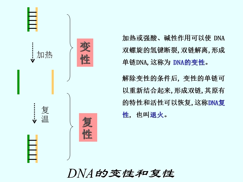 pcr技术分离目的基因.ppt_第2页