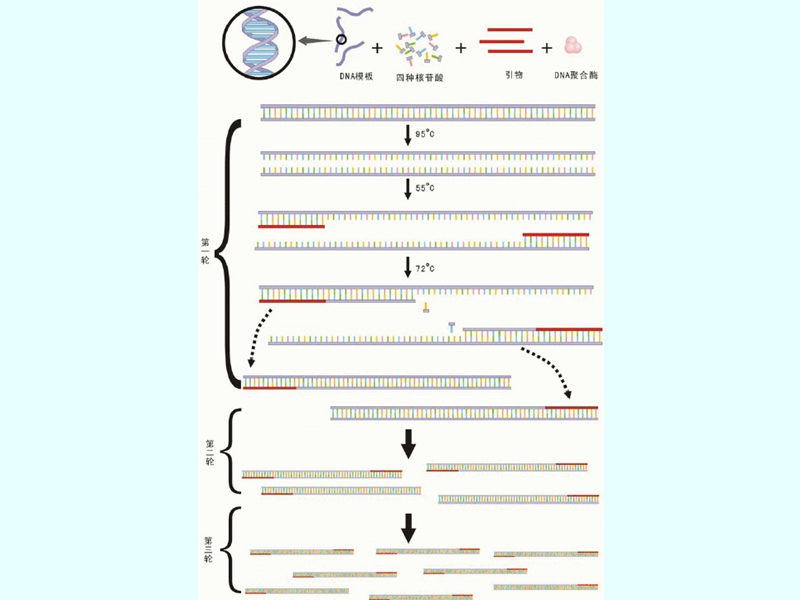 pcr技术分离目的基因.ppt_第3页