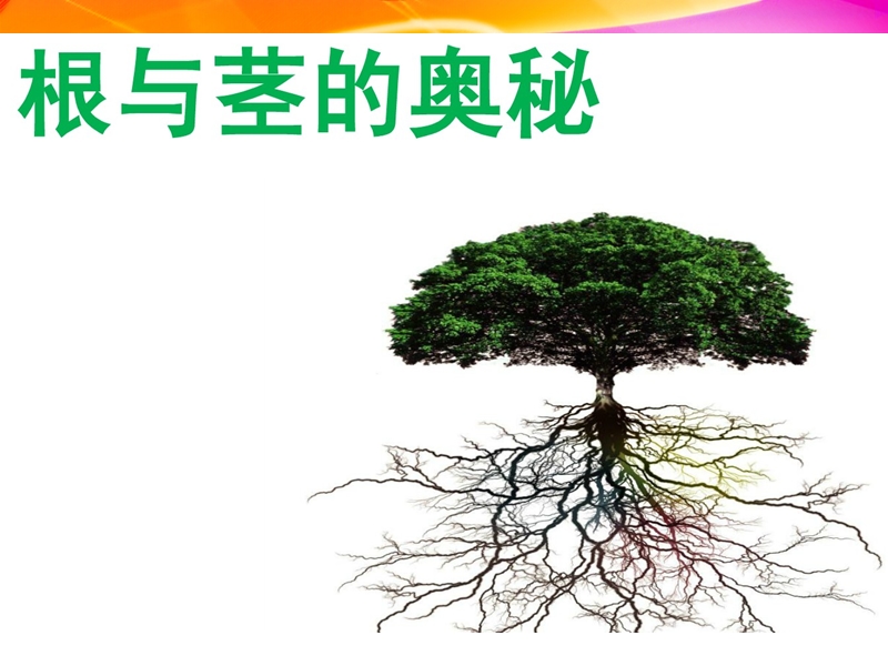 （湘教版）四年级科学上册课件 根与茎的奥秘 1.ppt_第1页