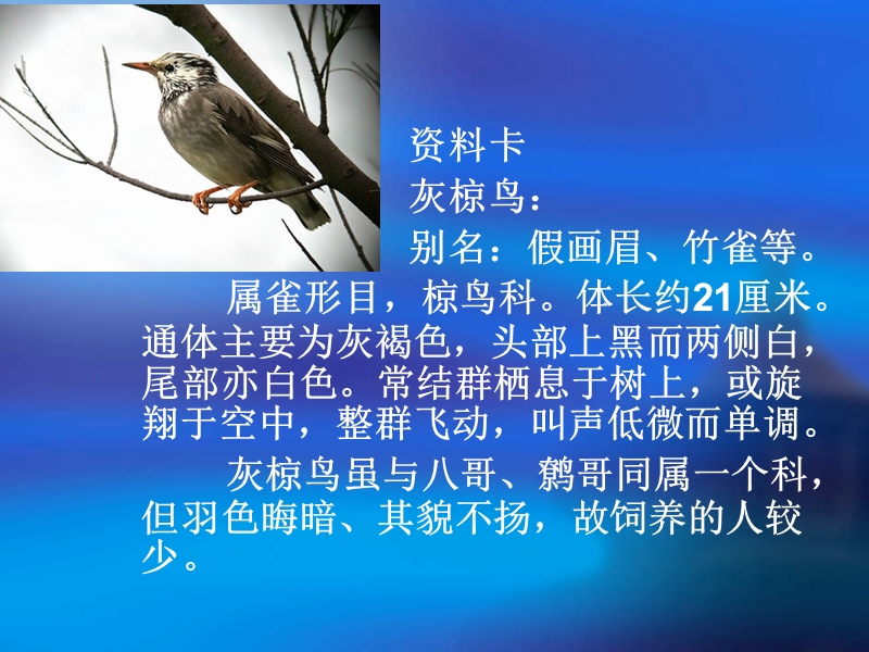 《灰椋鸟》课件4.ppt_第2页