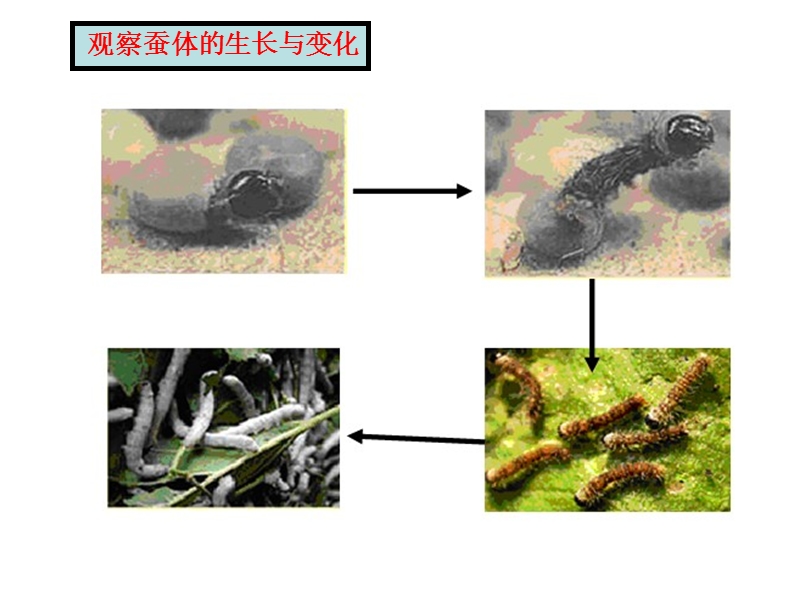 （湘教版）三年级科学下册课件 蚕宝宝在长大.ppt_第2页