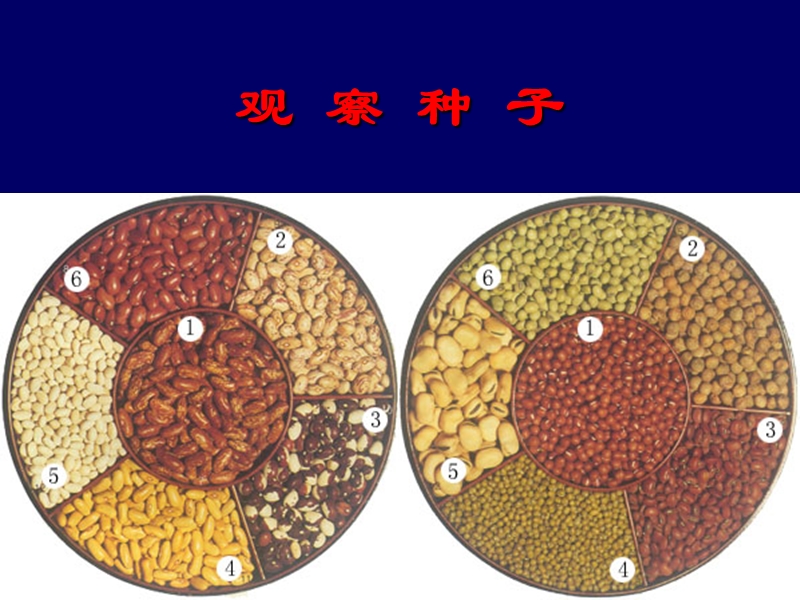 （浙教版）三年级科学下册课件 种子变成芽 1.ppt_第2页