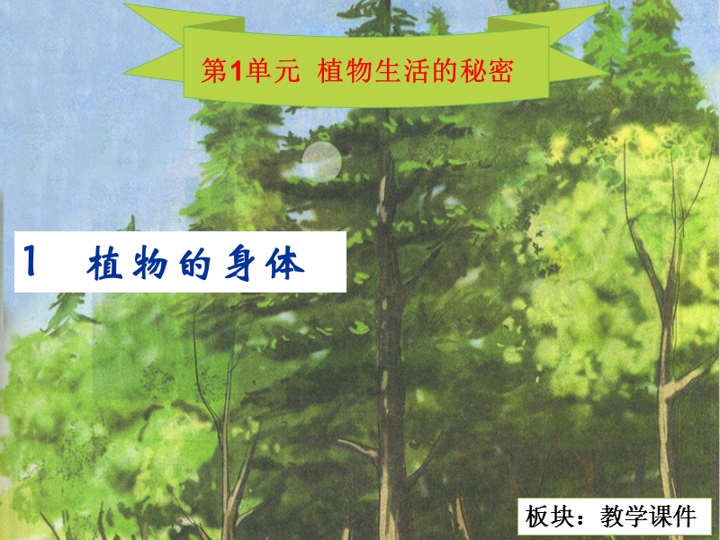 （湘教版）四年级科学上册课件 植物的身体.ppt_第2页