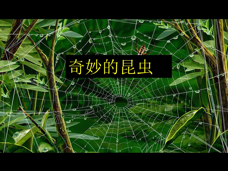 （浙美版2012）一年级美术下册课件 奇妙的昆虫.ppt_第1页